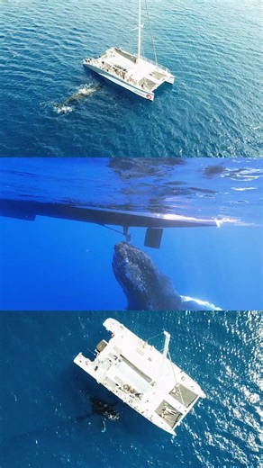 Snorkel Molokini Crater and watch humpbacks along the way! Sailing and snorkeling charters departing daily. | Sail Maui - Performance Sailing
