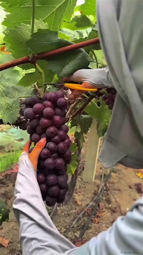 Grapes Orchard Walkthrough: Vineyard Plantations & Farm Tour