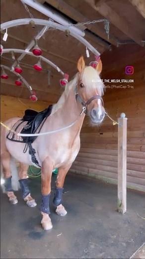 The best sleigh ride on Comet the reindeer 🥰 #xmas #xmas2023 #horses