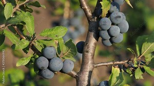 Blackthorn or sloe berries branch with ripe fruits in autumn, Prunus spinosa