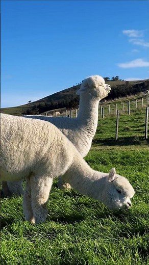 The Cutest Alpaca Moments You Need To See! 🦙✨