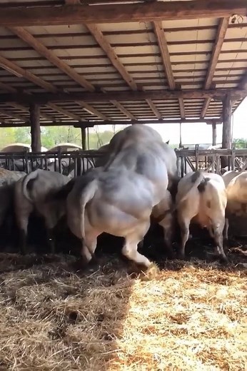 11K views · 94 reactions | Close-up of animals ᴍɑтɪпɡ #animals #mating #trending #amazing #followus #likeforlikes #likeforfollow #shorts #shortvideo | Magic Animals | Facebook