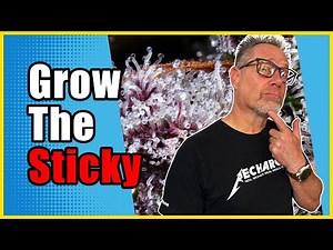 Smart Cannabis Growers Do THESE 3 Things for More Terpenes and Trichomes