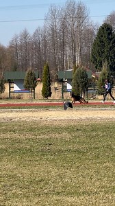 Sen zimowy zakończony 💥 wracamy do formy 💥 Izzy Weles 🇵🇱 Sg13 BSZS 2024 - 13 suka na świecie w klasie juniorów 🇩🇪 Mabella x Zitan Vom Repitition | Hodowla Owczarków Niemieckich Długowłosych - Inna niż wszystkie