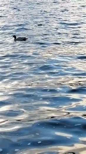 DUCK DIIVING UNDERWATER CATCHING FISH MIGRATIONS DUCKS #birds #shortvideo #duckbreeds #cuteduck