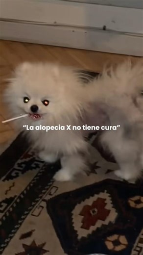 La ALOPECIA x no tiene CURA #pomeranian #pets #alopeciax