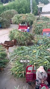 Turning corn stalks into nutritious winter feed for livestock! 🌽🐄 #𝑤𝑜𝑟𝑙𝑑𝑐𝑜𝑢𝑛𝑡𝑟𝑦𝑠𝑖𝑑𝑒𝑙𝑖𝑓𝑒𝑣𝑙𝑜𝑔 #SustainableFarming #LivestockFeed #WinterPrep DISCLAIMER NO COPYRIGHT INFRINGEMENT INTENDED | World Countryside Life Vlog