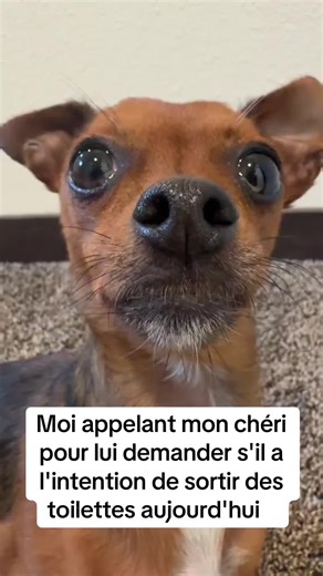 Splitz sur TikTok