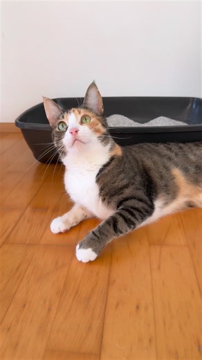 Lilly🌈, Lotti & Lori on Instagram: "Werbung | Nachdem sich der Bärtige zuletzt als Katzenklo-Archäologe versucht hat, übernehmen Lotti & ich heute den Werbedreh - natürlich weitaus professioneller und würdevoller!😻 Warum wir @evercleande empfehlen: ✨ Aktivkohle-Technologie beseitigt Gerüche ✨ Extra starke Klumpenbildung - jedes Häufchen ein Meisterwerk ✨ Super leicht & schnell zu reinigen ✨ Staubarm & pfotenfreundlich - für zufrieden Fellnasen Ever Clean - getestet, geprüft und schnurrend für 