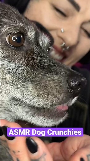 ASMR feeding my dog crunchy food- #dogasmr #eatingasmr #crunchyasmr #crunchysounds #asmreatingsounds