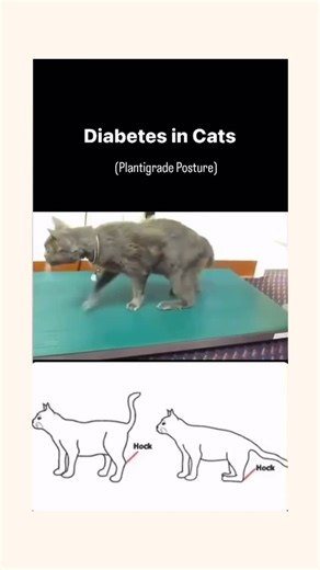 ‎🔹 VetGuide Arabic | تعلم الطب البيطري‎ on Instagram‎: "🐾 Plantigrade Posture in Diabetic Cats – A Classic Sign You Shouldn’t Ignore! One of the hallmark signs of diabetic neuropathy in cats is the plantigrade stance – where the cat walks with its hocks touching the ground, giving a “flat-footed” appearance. 🔹 Cause: This condition is due to chronic hyperglycemia (high blood sugar) damaging the peripheral nerves, especially the sciatic nerve. 🔹 Treatment: ✅ Insuli