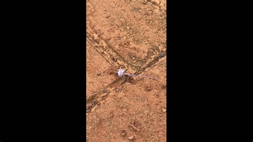 Ant carries a flower in Formosa, Goiás, Brazil