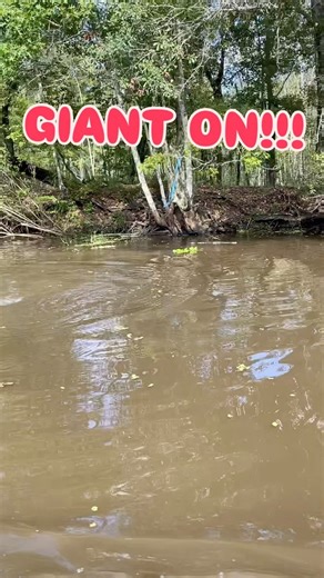 Can’t wait to be able to see this in a month from now!!! #alligator #swamppeople #troylandry #jacoblandry @swamppeople @swamppeople_ronnie @chase_landry_swamppeople | Jacob Landry (swamp People)