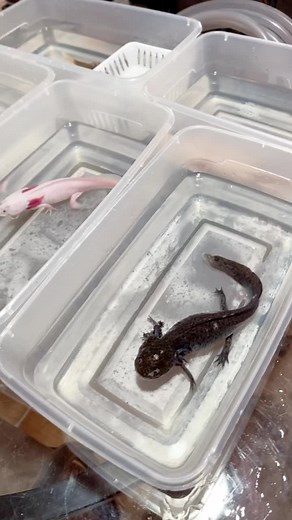 Oregon Axolotls and more! on TikTok