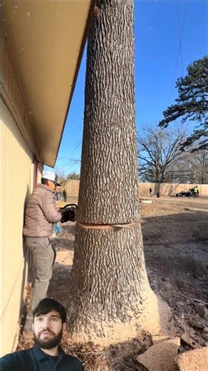 One Wrong Cut & The House Was Gone || Tough Tree Felling #viralvideo