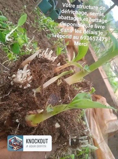 LA MULTIPLICATION DU BANANIERS PLANTAINS. {1} 1. Multiplication Végétative (Méthodes Traditionnelles et les Plus Courantes) C'est la méthode la plus répandue car elle est simple, peu coûteuse et permet de conserver les caractéristiques génétiques de la variété mère. Elle utilise des parties de la plante pour régénérer un nouvel individu. a) Par Rejets (ou Rejetons) C'est la méthode la plus utilisée par les agriculteurs. Les rejets sont des pousses qui se développent à partir du rhizome (souche s