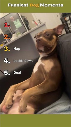 Funny Dog Moments