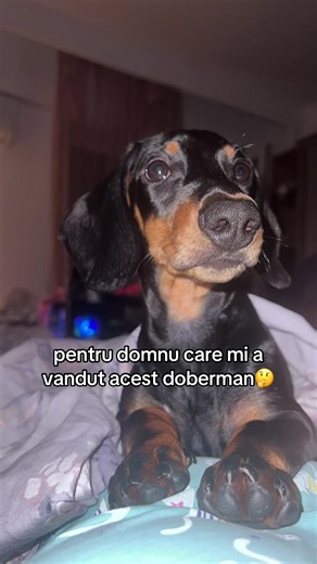 De ce mi-a vândut dobermanul unui iubitor de dachshund?