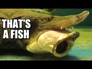 Kaluga Facts: the RIVER BELUGA 🏞️ Animal Fact Files