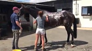 25K views · 487 reactions | The brilliant Might Bite gets a scrub during his summer holidays at Hillwood Stud - back to Seven Barrows for the jumps season soon! (@wickhamwicks, Twitter) | At The Races | Facebook