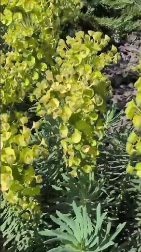 le chant des fleurs