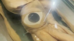 15 reactions | Those ocean eye[s]  Giant Squid, Architeuthis...