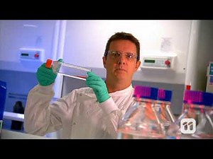 Toxicity Testing In Marine Animals