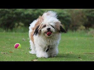 What Is a Lhasa Apso? 🐾 The Ancient Royal Fluffball Revealed! 👑✨