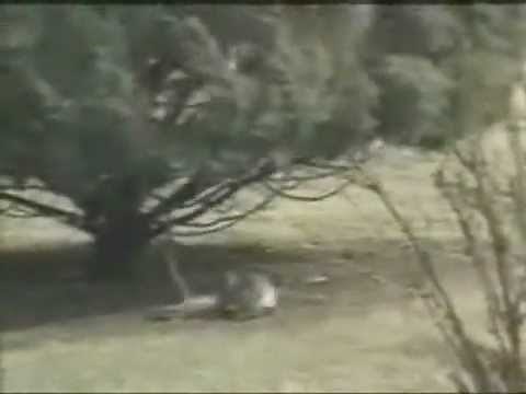 Crazy Rabbit Attacks Poisonous Killer Snake