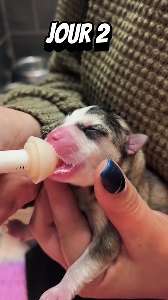 Chiots pomsky F2 , bébés de Tokyo et Uzzu #CapCut #pomskypuppy #puppylove #pomsky #puppy #puppylove