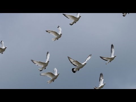 High flying pigeons / Wiener Hochflugtauben / Palomas altos vuelos de Viena / Altovolante di Vienna