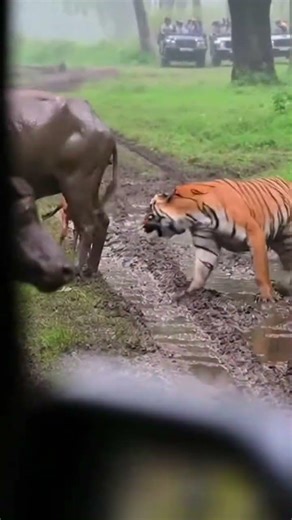 Tiger Confronts Giant Buffalo on Safari,What Happens Next? #wildlife #leopardconservation #savelions