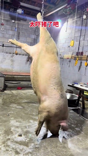 Funniest Pig Loading Ever! 🐷 This Lazy Pig Isn’t Having It!