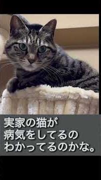 突然の発病。終わりの見えない介護。自宅に残している愛猫 #免疫介在性溶血性貧血 #youtubeshorts #保護猫