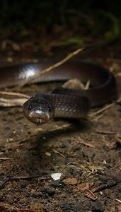 Et tout ça, pour un BOOP qui ne compte même pas. Je vous rappelle que les règles de la fédération sont très claires, parce que je vois de plus en plus de BOOP ratées sur Instagram, un BOOP c’est sur la Truffe ou au moins sur la tête. Sinon ça ne compte pas. #serpent #bali #indonésie #bali #phobie | Loic Lehygge