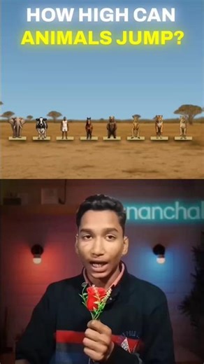 How high can animals jump 🦘