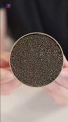 World Most Expensive Fish Egg | Why is Caviar so expensive? 🐟
