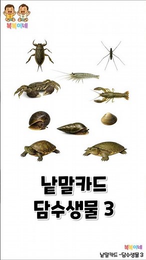 낱말카드 담수생물 3탄 🐢 | 물속 생물 배우기 | 아기 한글 공부