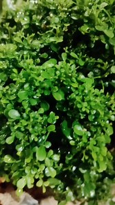 Create a Stress Free Zone @ your work place. Customized Desktop Garden @thepotshop.by.stephen | The Pot Shop