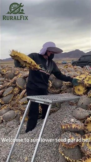 This Sunflower Harvest is INSANE! #asmr #satisfying