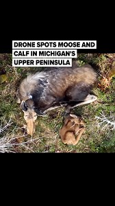 173K views · 3.6K reactions | : https://l.mlive.com/vjasce The...