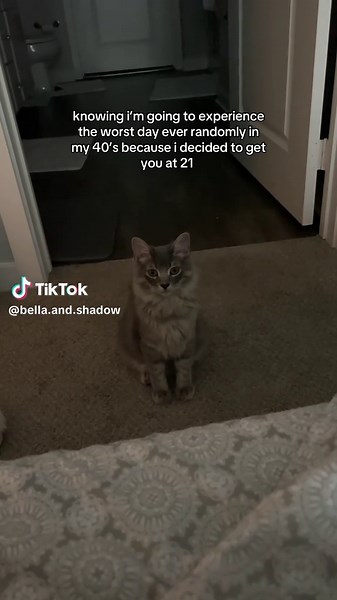 Emotional Journey of Raising a Cat: A Personal Story