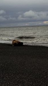 Relatable… an exhausted female brown bear snuggles up on the beach for a long, deep nap. #Alaska #alaskalife #alaskaliving #alaskalifestyle | Brooke Bartleson Wildlife
