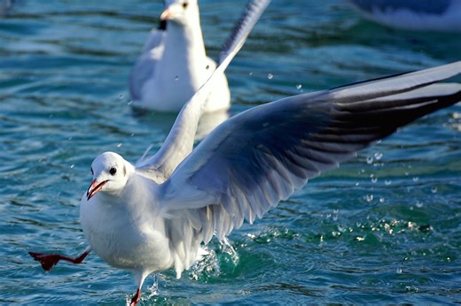 Fairplay total în fotbalul turc. Un pescărus, fulgerat de o degajare haotică a unui portar. Zburătoarea, salvată de căpitanul echipei adverse