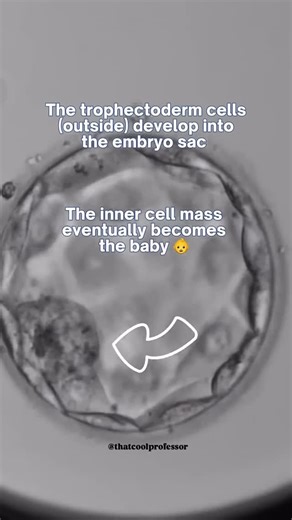 Abhay Mishra | Academic Advisor on Instagram: "🎖️Follow @thatcoolprofessor ✨ What you just saw is the incredible 5-day journey of an embryo—compressed into 30 seconds! 🔬 It begins with two pronuclei, the mark of successful fertilisation. ⚡ The cell then divides into 2, 4, 8, and 16. 🟤 Around the 16–32 cell stage, the morula is formed. 💧 Cavitation creates the fluid-filled cavity. 🌱 The trophectoderm cells (outside) develop into the embryo sac, while the inner cell mass is destined to become