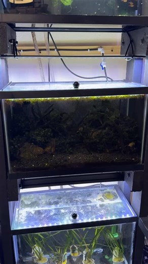 Salvinia Calcutta went a little wild in this scape. Good thing Subwassertang can basically grow in the dark! #moss #floatingplants #relaxing #dakuaquatics #fishkeeping #aquarium #aquariumhobby #fish #aquascape #freshwateraquarium #aquariumfish #plantedtank #aquariums #tropicalfish #fishkeeper #aquascaping #aquariumlife #plantedaquarium #nanofish #aquariumsofinstagram #freshwaterfish #freshwatertank #aquascaper #natureaquarium #freshwater #fishofinstagram #nature #nanotank #fishroom | Daku Aquati