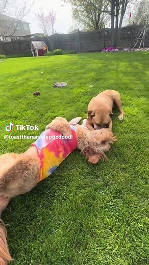 Understanding Narcolepsy and Sleep Paralysis in Dogs