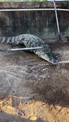Big smile, bigger bite 🐊 #CrocodileFarm #WildlifeContent #DangerZone