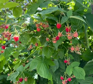 3.3K views · 177 reactions | MAKE RASPBERRY JAM AND CAKE! A VERY HEALTHY FOOD WITH VEGETABLES AND EGGS | Outdoor Cooking | Facebook