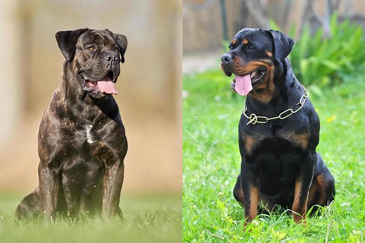 Rotticorso (Cane Corso & Rottweiler Mix) Info, Pictures, Facts, FAQs & More